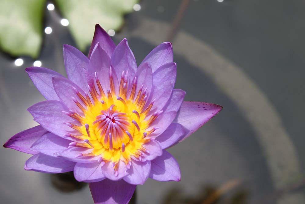 Royal Kamuela Villas & Suites At Monkey Forest Ubud (Adults Only) Exterior photo Flower of Nymphaea nouchali